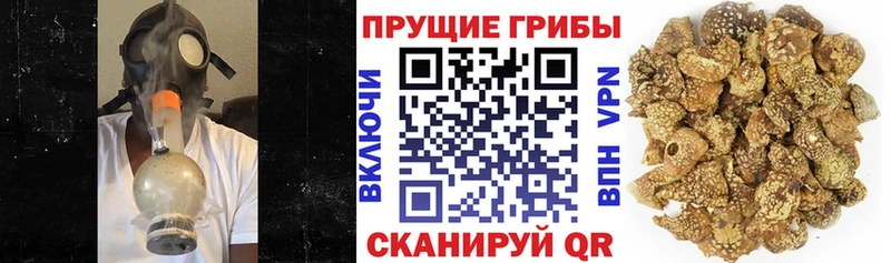 закладка  shop наркотические препараты  Псилоцибиновые грибы Magic Shrooms  Шумиха 